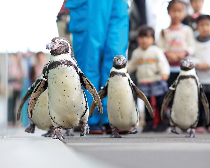 🐠 키노사키 마린월드 이미지 6